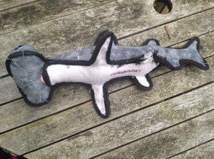 tuffy toy shark